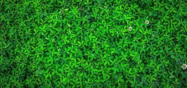 Greenwashing – co może kryć się pod podszewką ekologii?