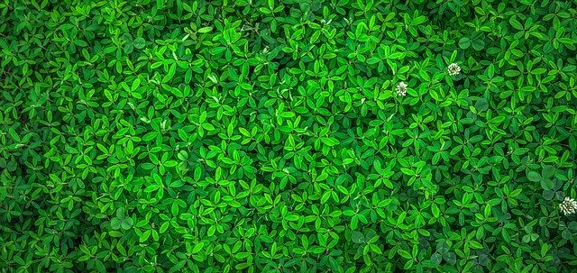 Greenwashing – co może kryć się pod podszewką ekologii?