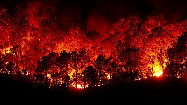 Pożary lasów zagrożeniem dla każdego mieszkańca ziemi