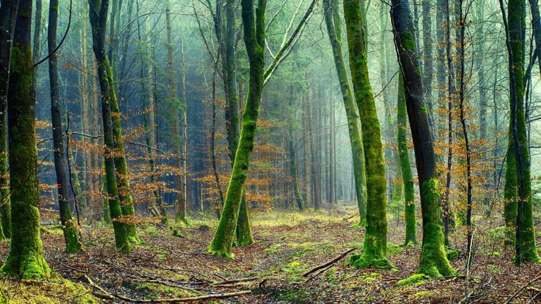 Zmiana klimatu – jak odmieni roślinność na całym świecie?