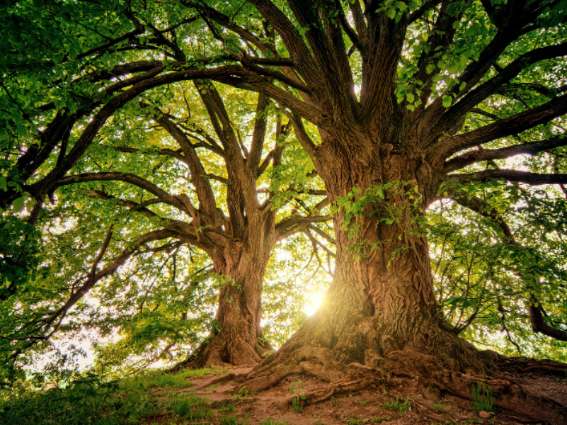 Treewashing – najpopularniejsza ekościema. Nie daj się nabrać