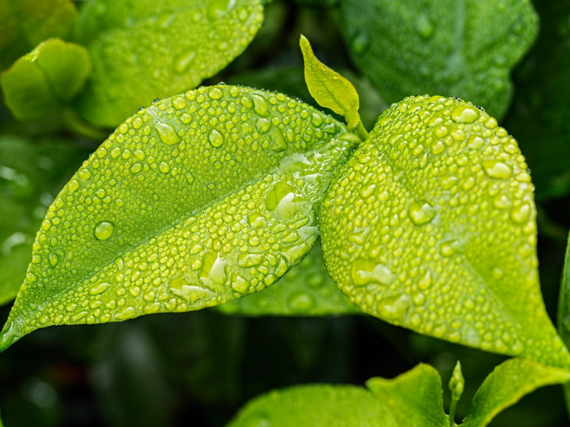 Prześcignąć rośliny – sztuczna fotosynteza